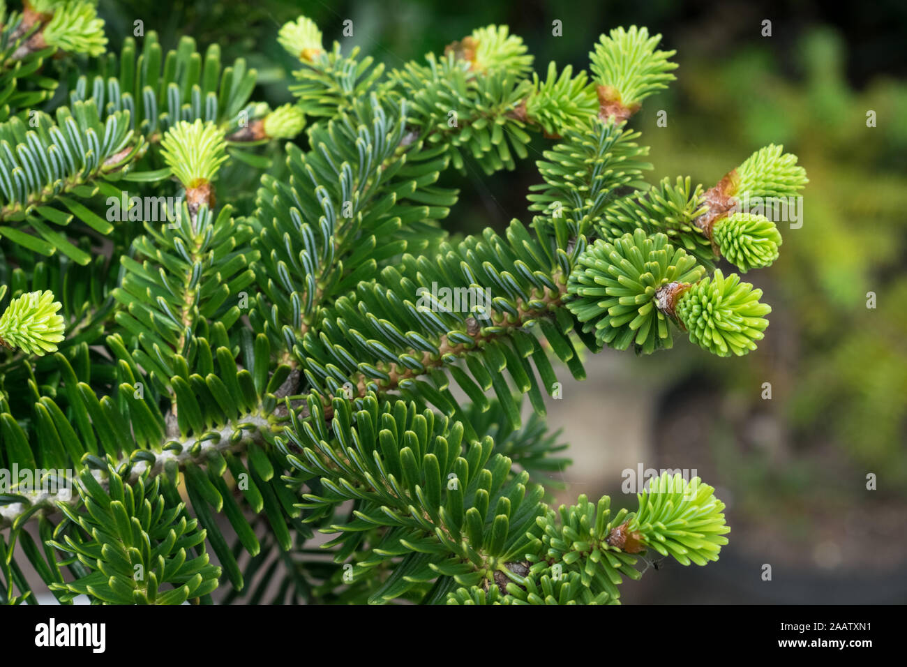 Detailed capture of new young shoots of Abies numidica (Algerian fir) in a botanical garden Stock Photo