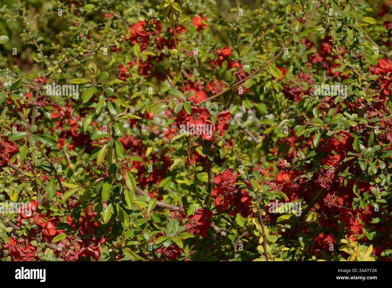 red flowers of choenomeles hybrid crimson and gold quince in spring sun, flowering quince blossoms as a springtime background Stock Photo