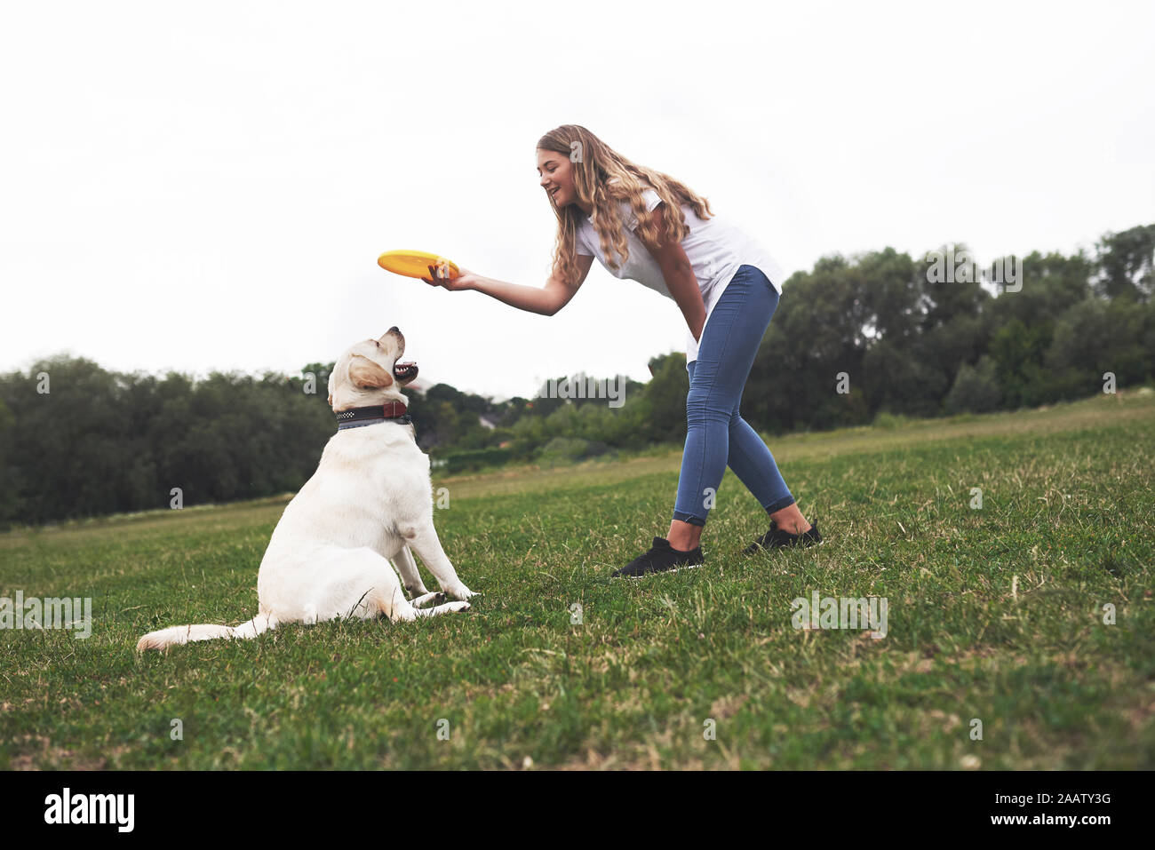 Young woman playing with her labrador in a park. She is throws the