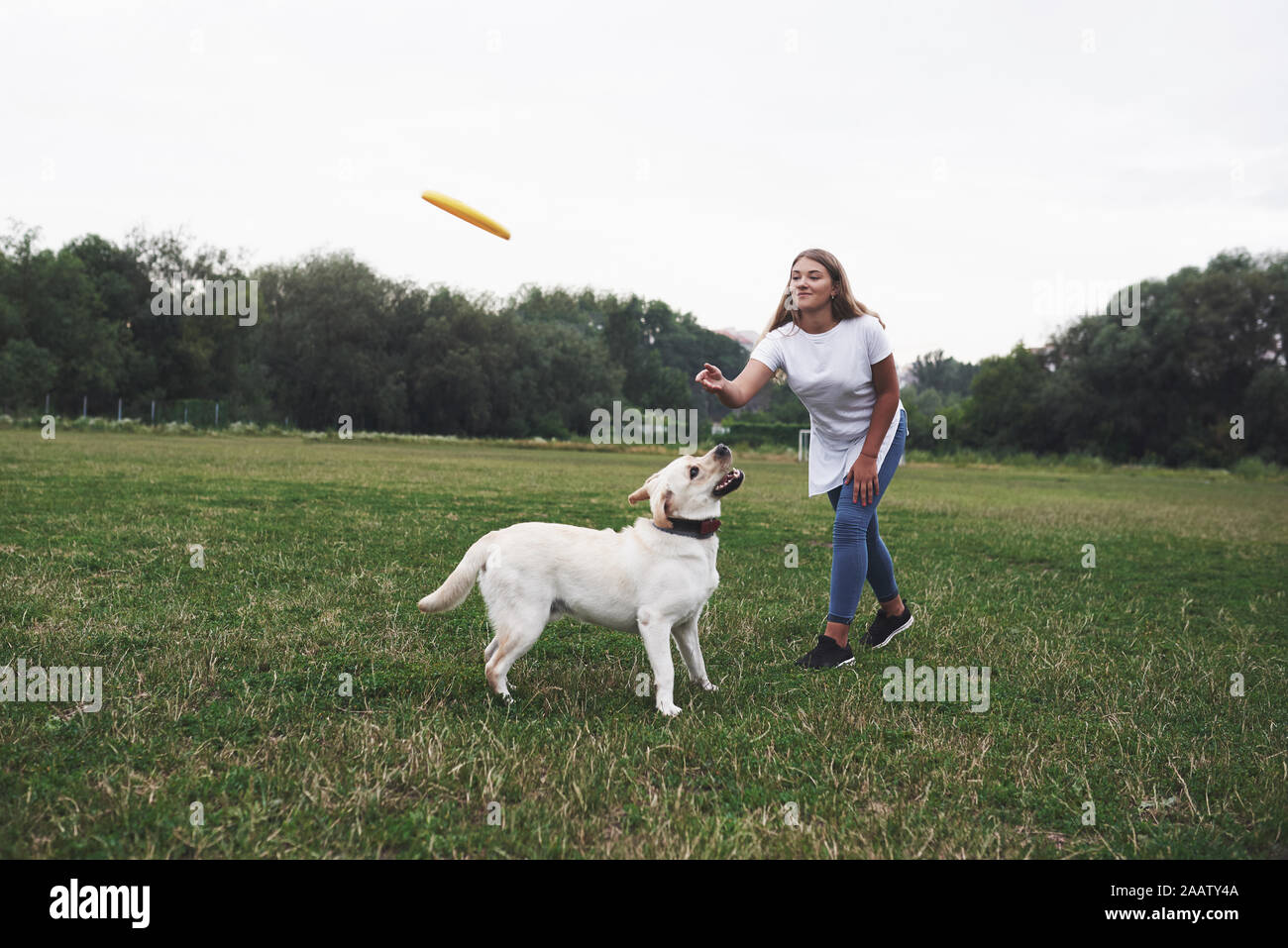 Yellow labrador with frisbee hires stock photography and images Alamy
