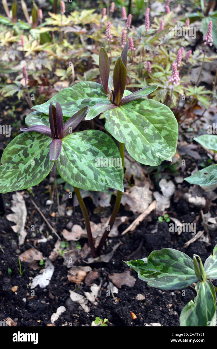 The Brown/Maroon Coloured Trillium Red Sessile (Toadshade/ Wake-robin) grown in a Border at RHS Garden Harlow Carr, Harrogate, Yorkshire. England, UK Stock Photo