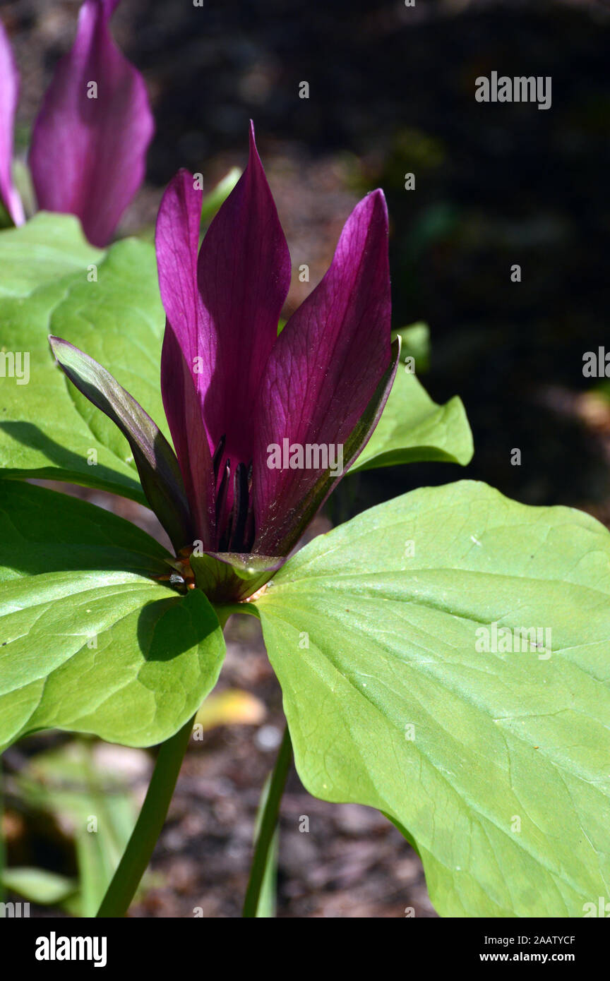 Trillium Chloropetalum (Giant/Common/Wakerobin) grown in a Border at RHS Garden Harlow Carr, Harrogate, Yorkshire. England, UK Stock Photo