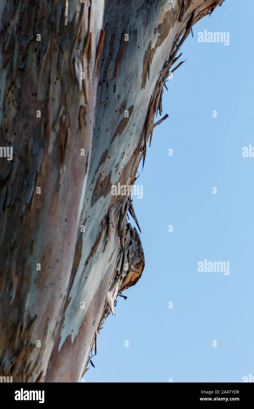 Abstract tree bark and blue sky background Stock Photo