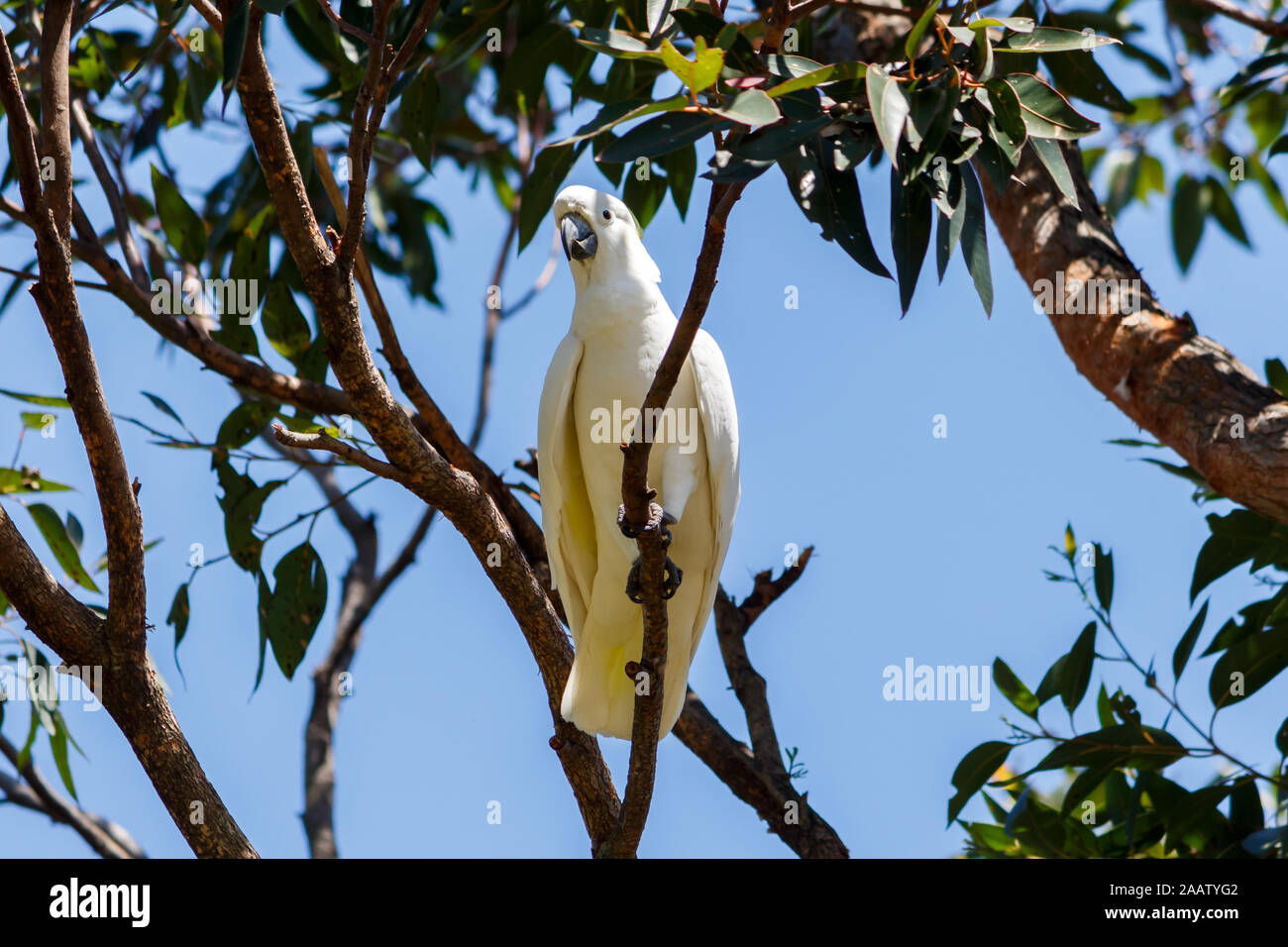 White Sulphur Crested Cockatoo. Sydney Botanical Gardens Stock Photo