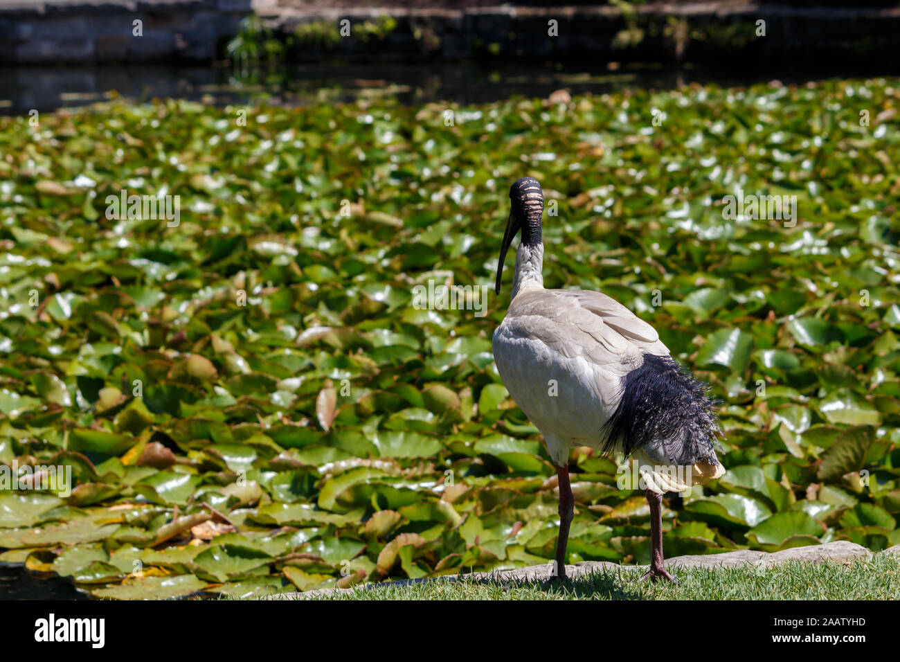 Black and White Australian White Ibis standing near lily covered pond Stock Photo
