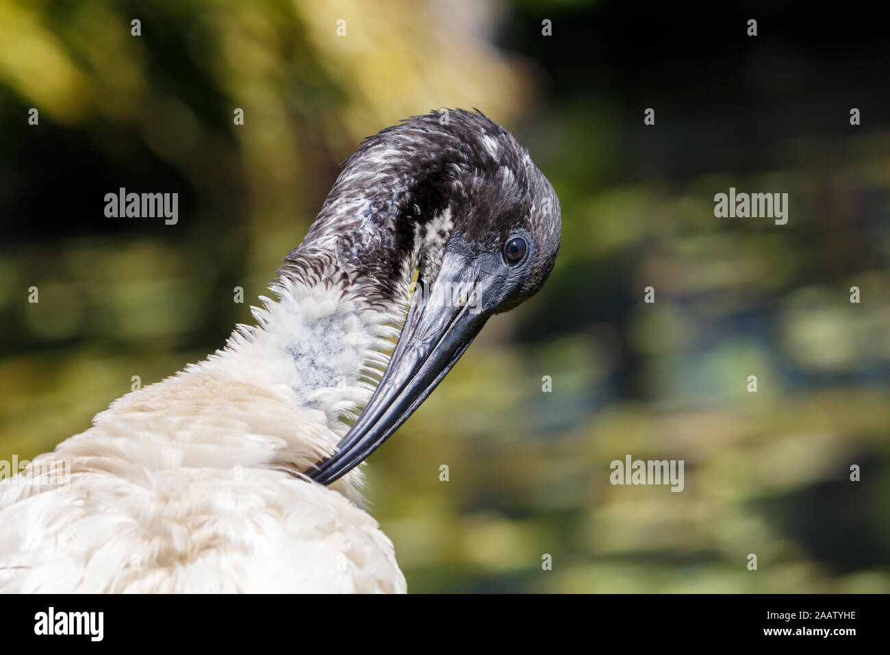 Black and White Australian White Ibis close up head shot Stock Photo