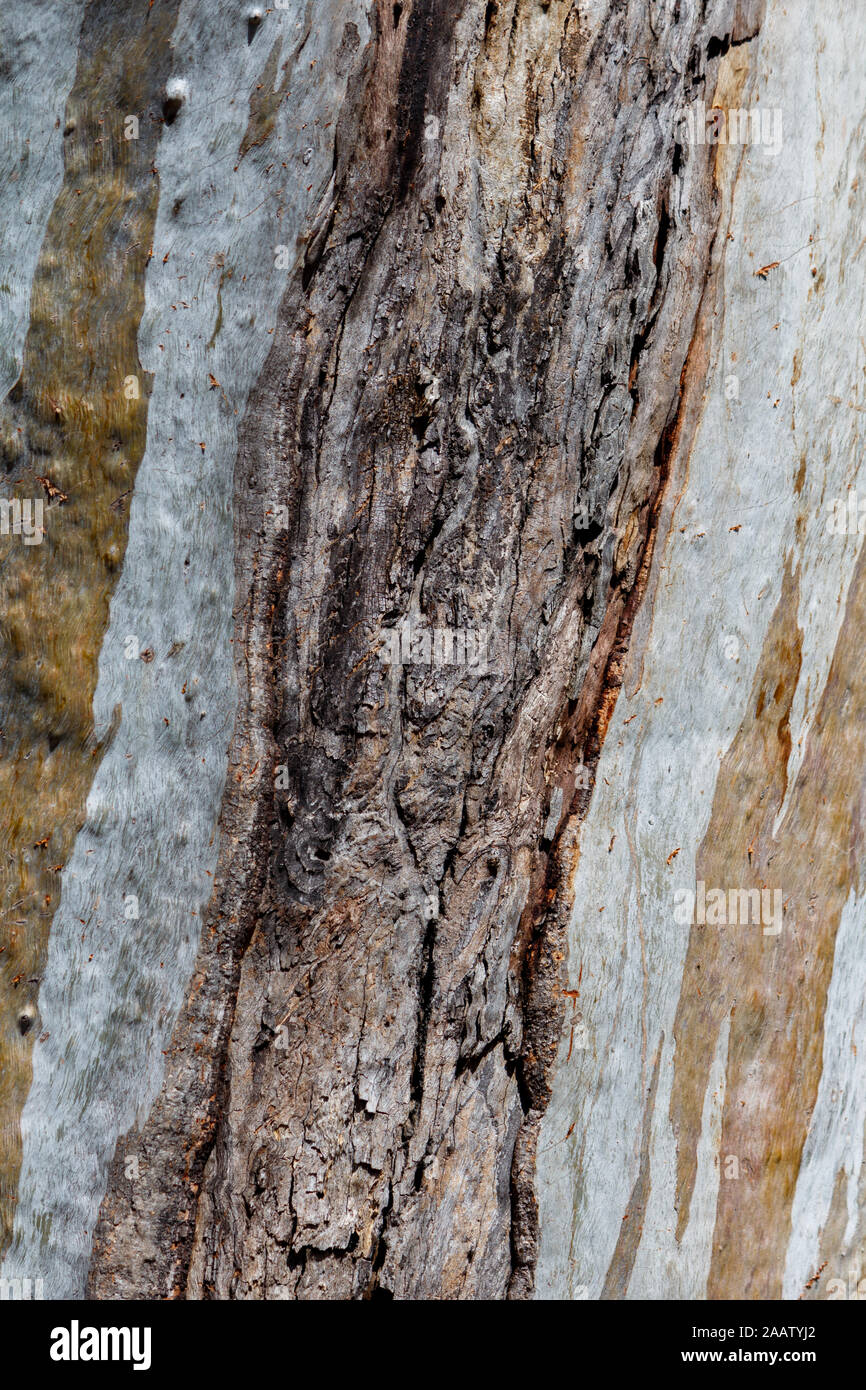 Abstract tree bark close up grey brown Stock Photo