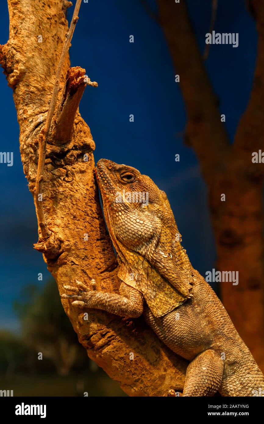 Lizard reptile disguised aginst a tree branch Stock Photo