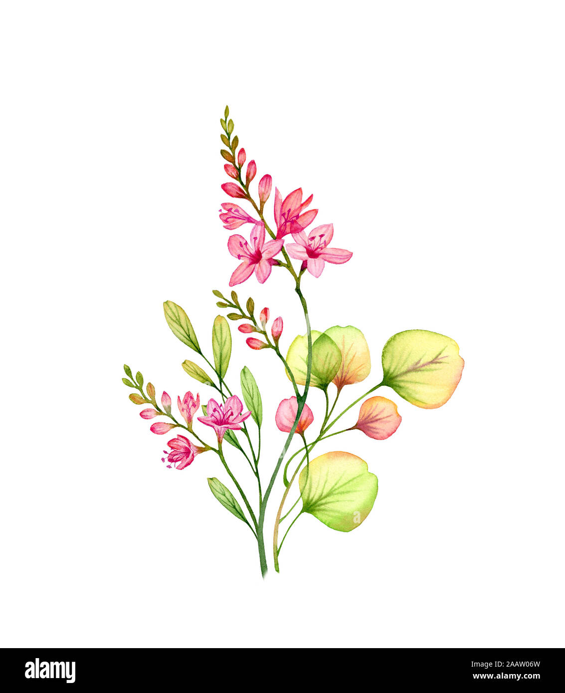 Watercolor transparent red freesia flowers and eucalyptus branch. Colourful tropical bouquet isolated on white. Botanical floral illustration for Stock Photo