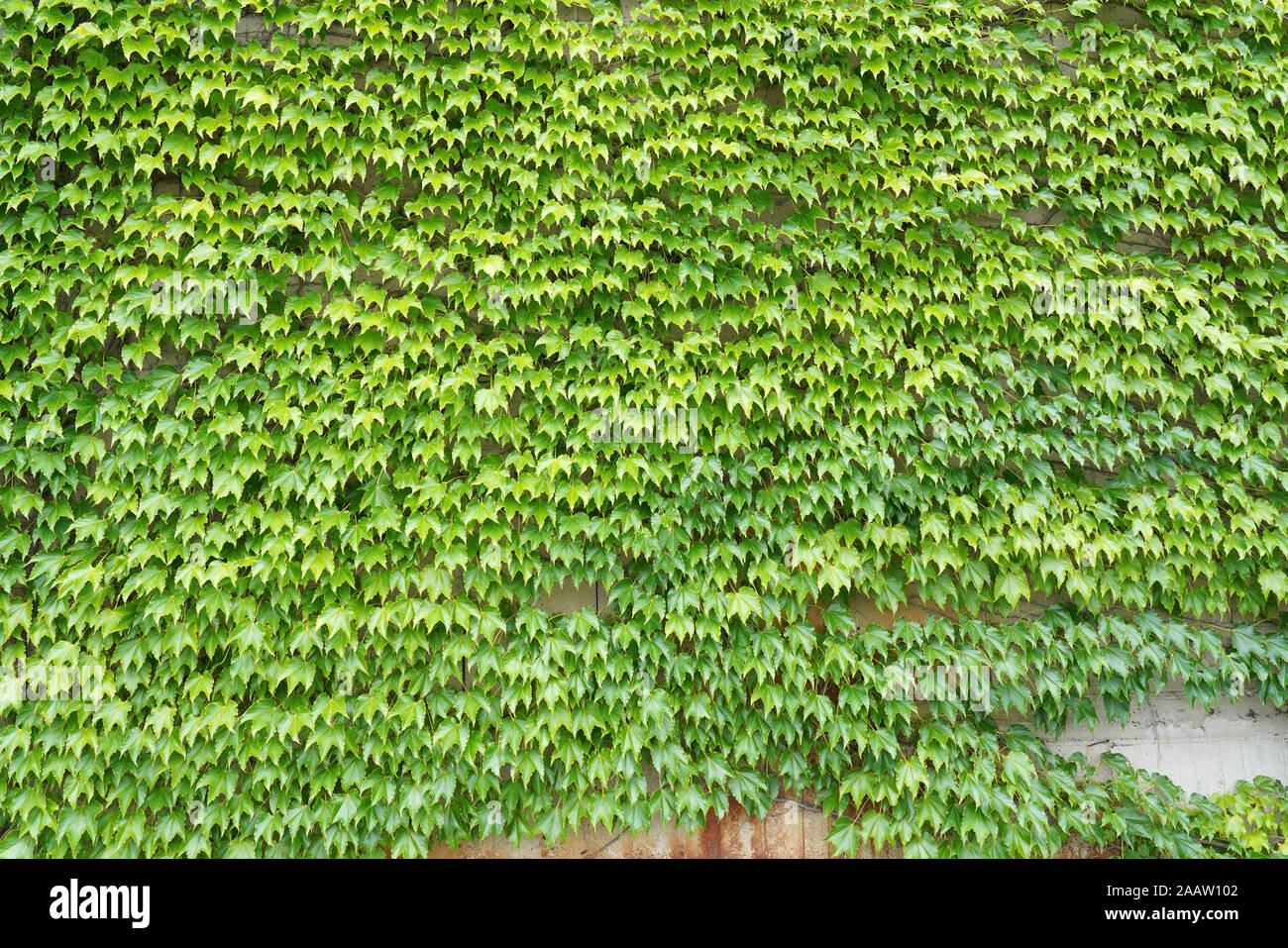 ivy green leaves growing on a wall background Stock Photo