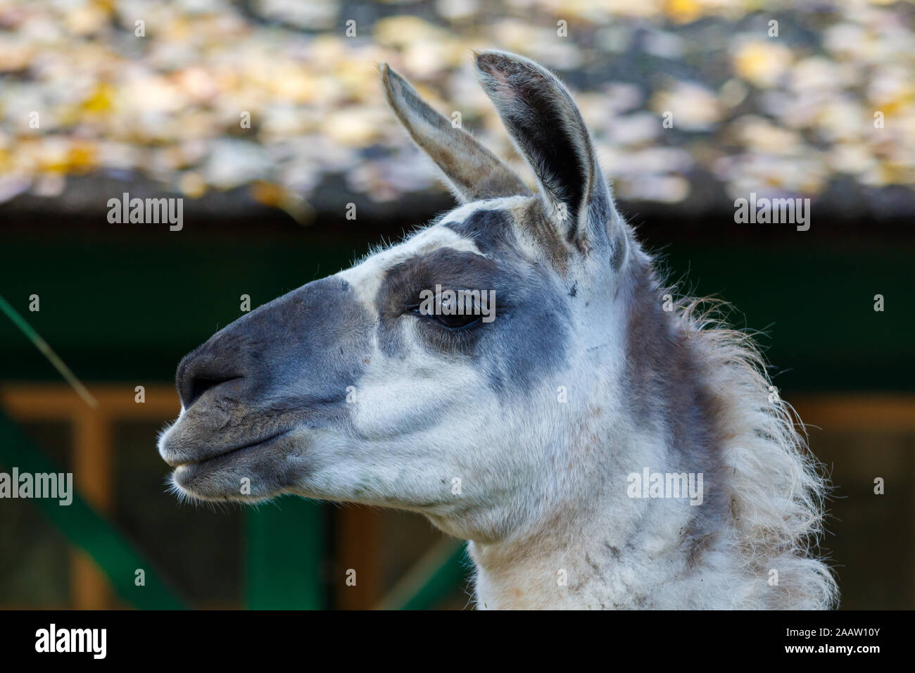 Side Profile of White and Grey Llama Stock Photo
