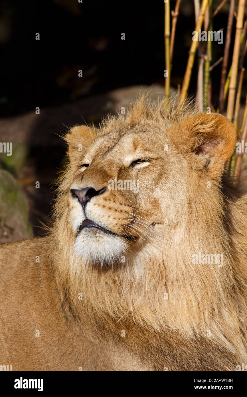 Male lion sitting in sun hi-res stock photography and images - Alamy