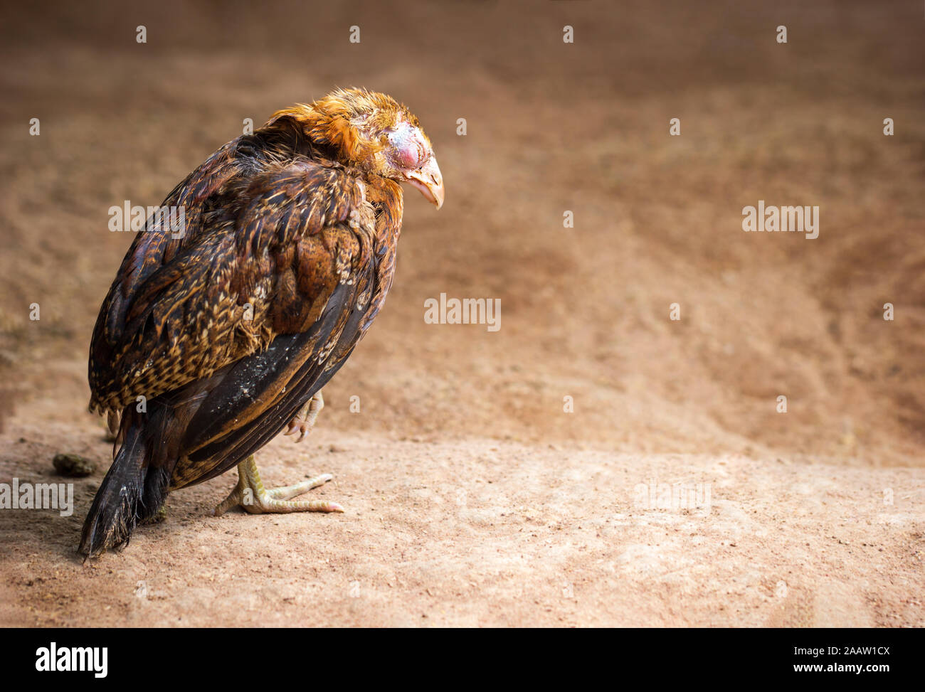 Sick chicken animal hires stock photography and images Alamy