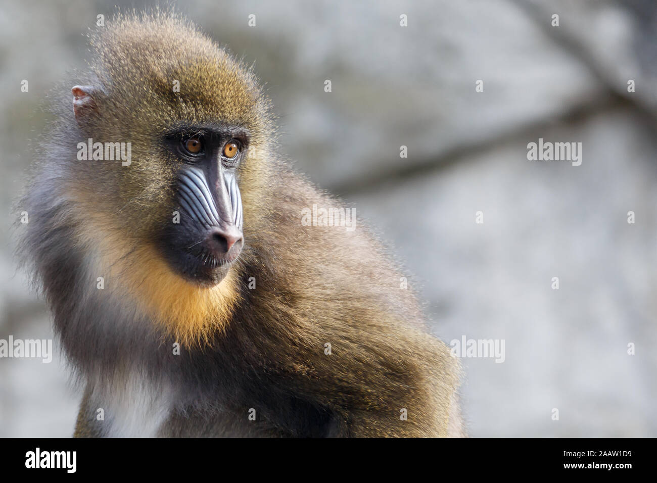 Mandril Monkey With Colourful Snout Staring Intently Stock Photo