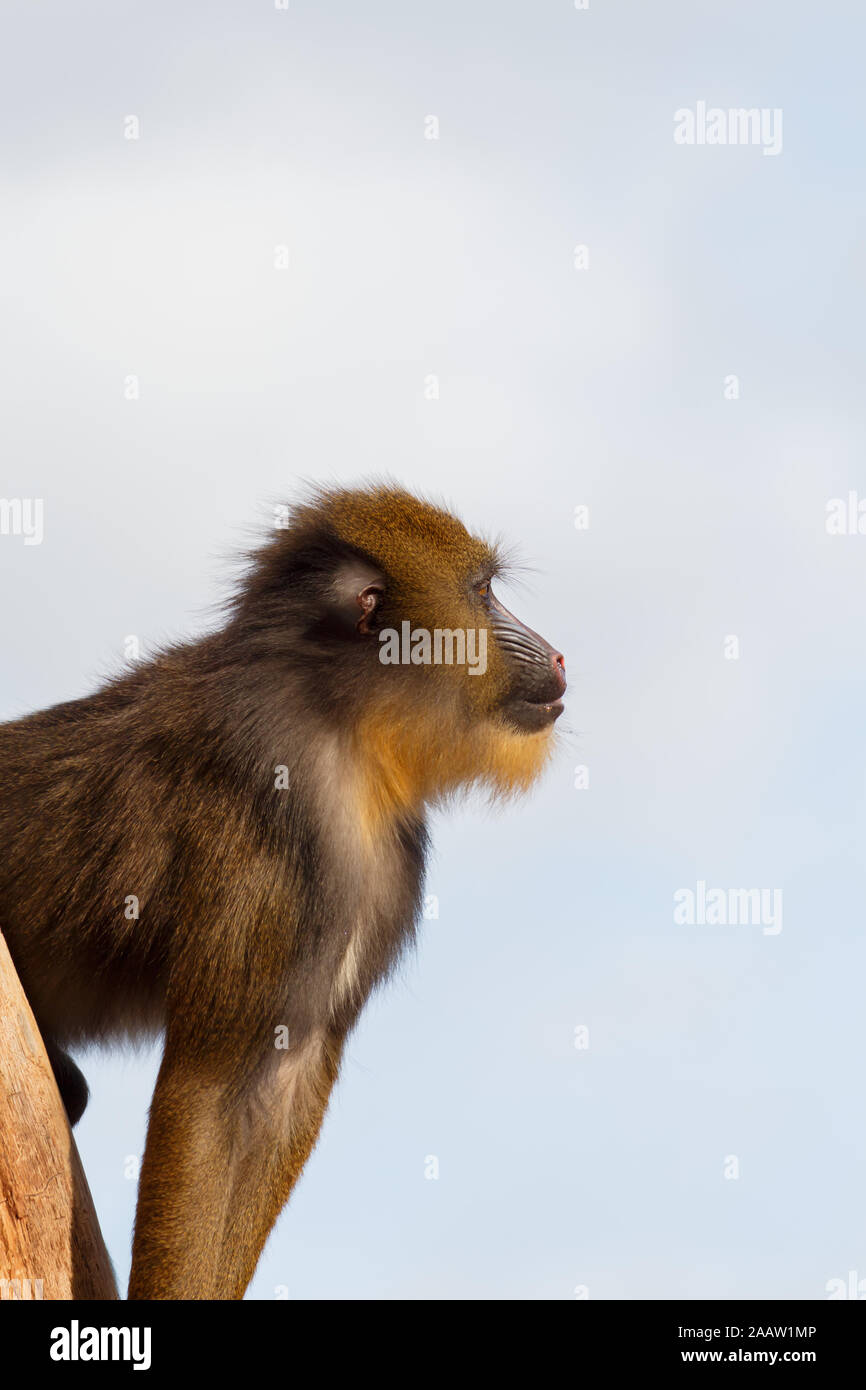 Side Profile of Mandril With Colourful Snout Stock Photo