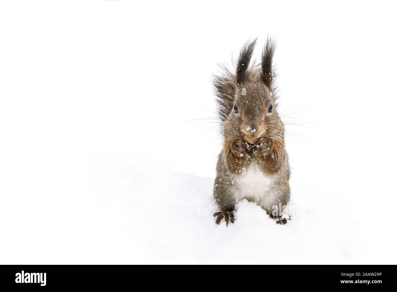funny red squirrel on standing on white snow background, closeup image Stock Photo