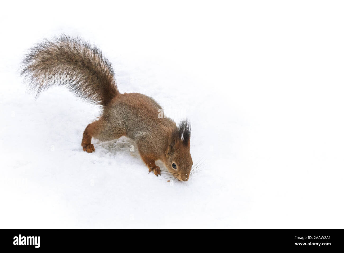 red squirrel searching for food on park ground covered with white snow Stock Photo