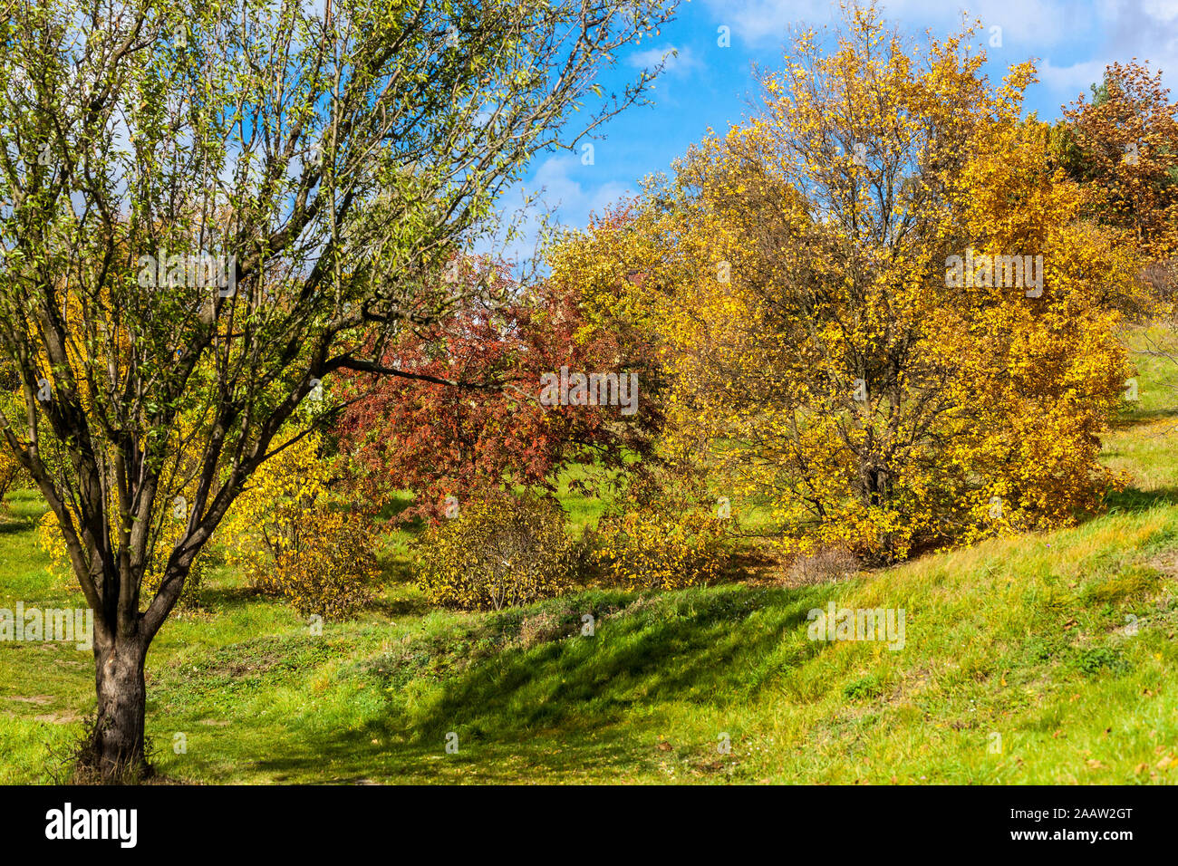 Colorful autumn trees October Yellowing grass park scenery beautiful autumn day Deciduous tree and shrubs Indian summer garden Stock Photo