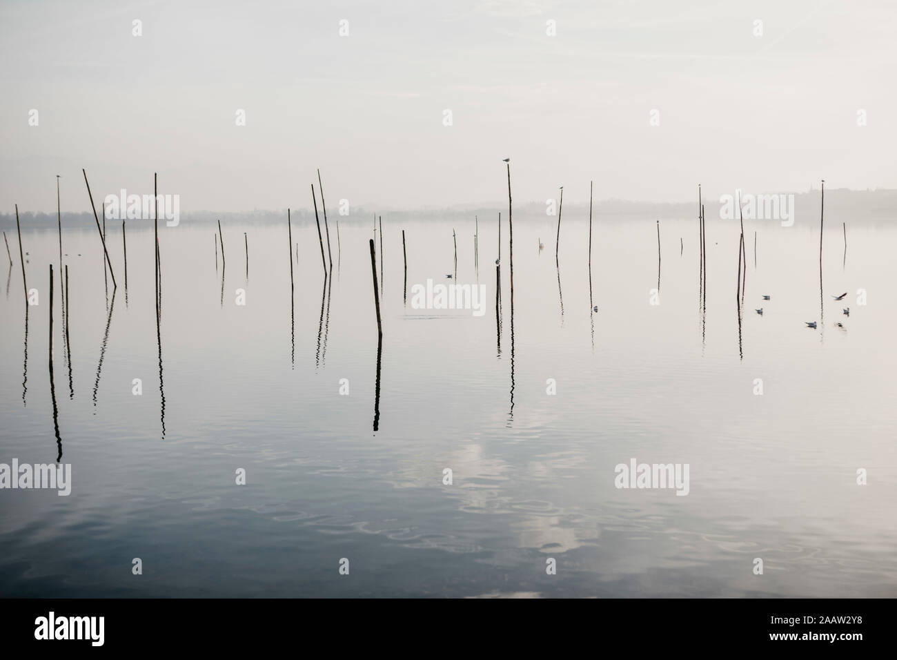 Switzerland, Zurich, Pfffikon, foggy view of lake Stock Photo