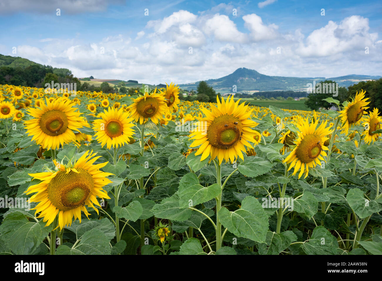 Scenic view of sunflowers growing on landscape against cloudy sky, Germany Stock Photo