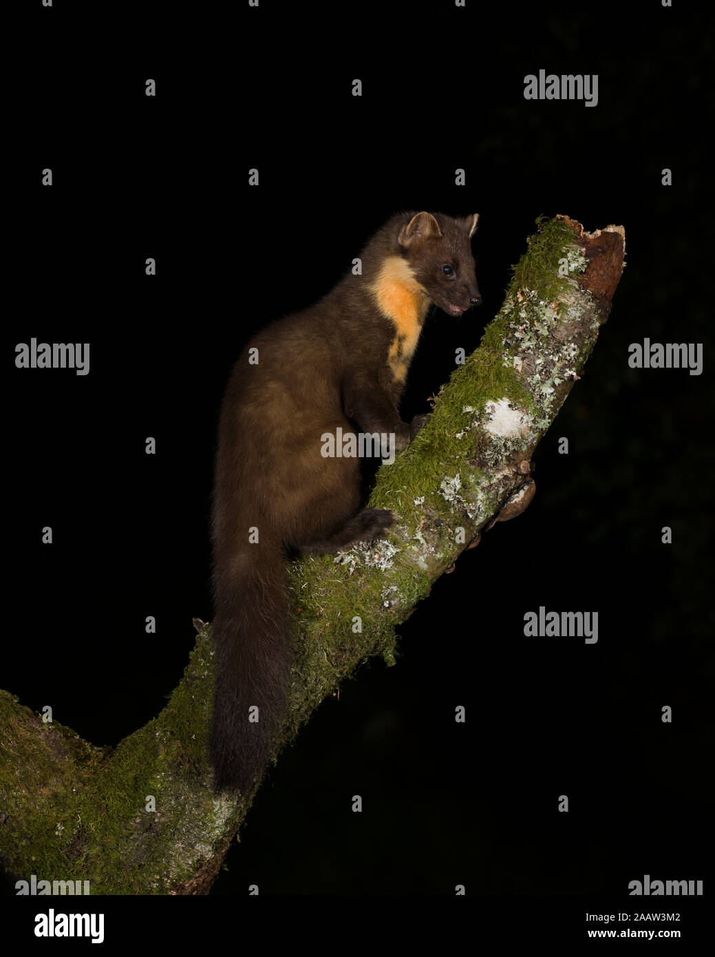 Portrait of pine marten sitting on tree trunk by night Stock Photo