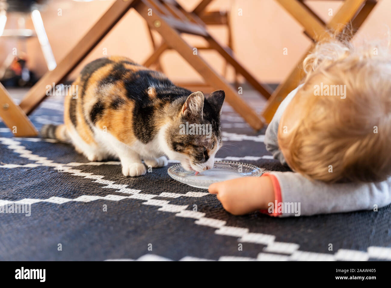 Cute toddler girl watching cat drinking from bowl Stock Photo Alamy