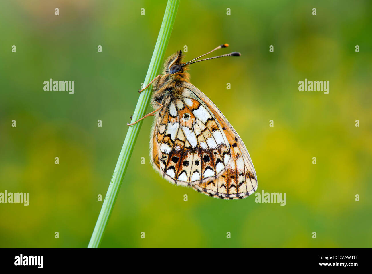 Close-up of pearl-bordered fritillary on plant stem Stock Photo