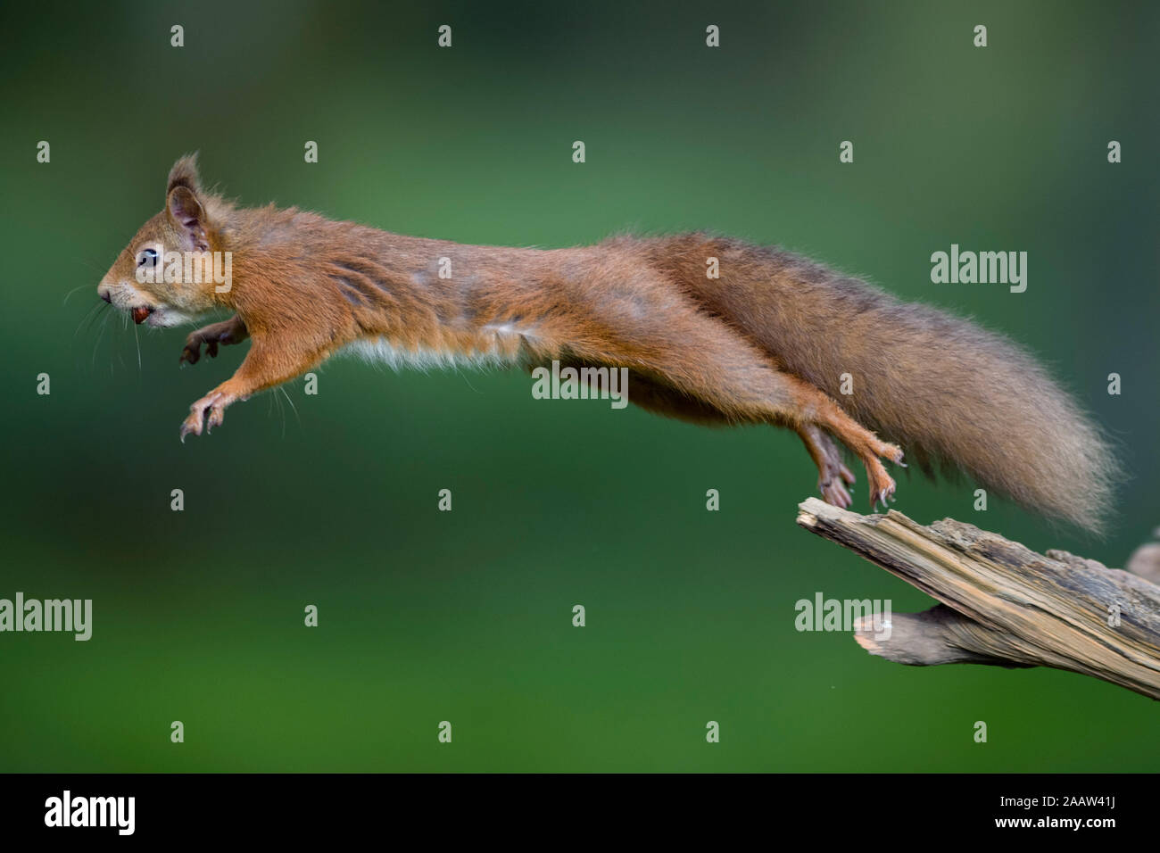 Jumping red squirrel carrrying hazelnut in mouth Stock Photo