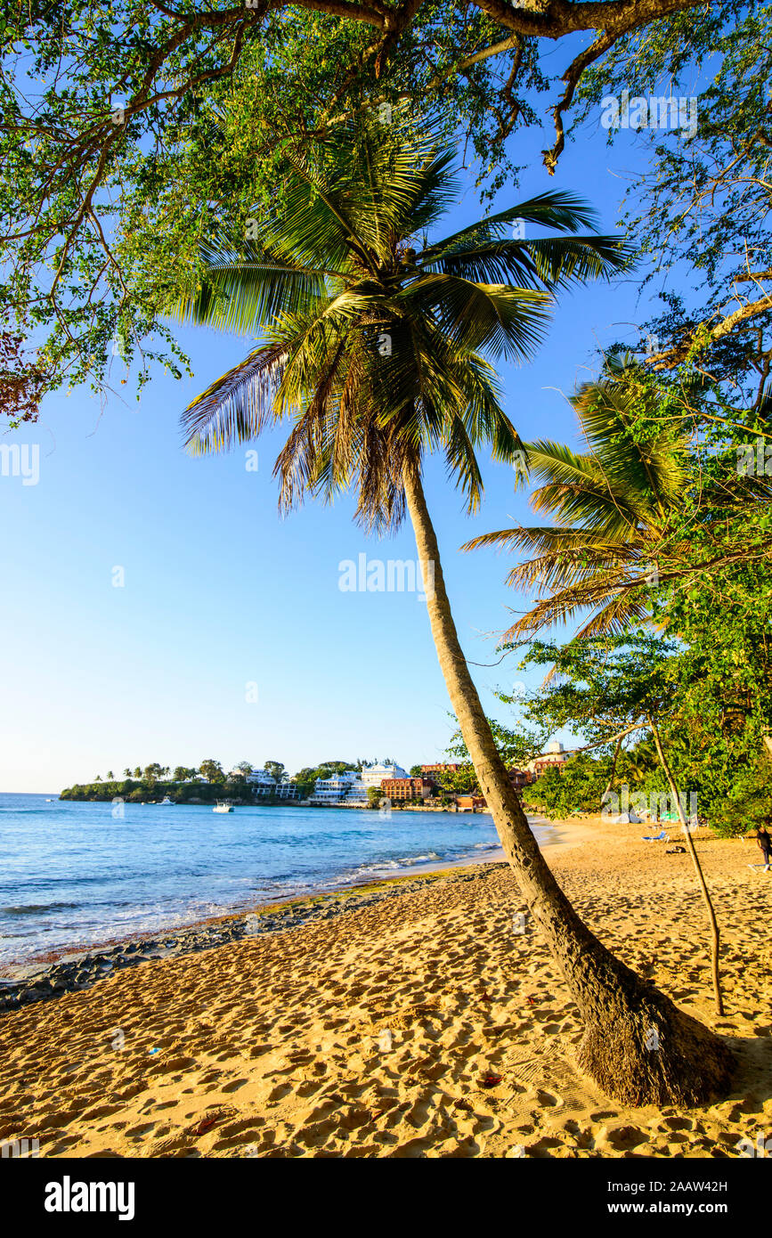 Palm trees growing at beach against clear sky in Sosúa, Dominican Republic Stock Photo