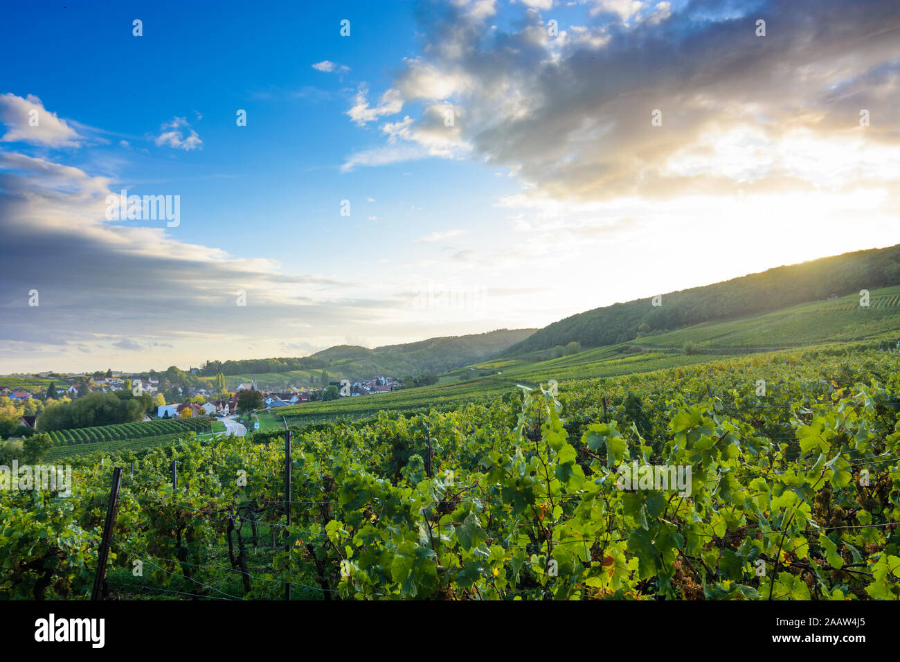 Pleisweiler-Oberhofen: vineyard in Weinstraße, German Wine Route, Rheinland-Pfalz, Rhineland-Palatinate, Germany Stock Photo
