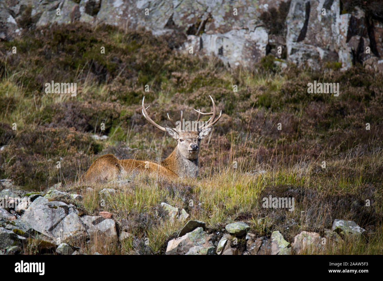 UK, Scotland, resting Red deer Stock Photo