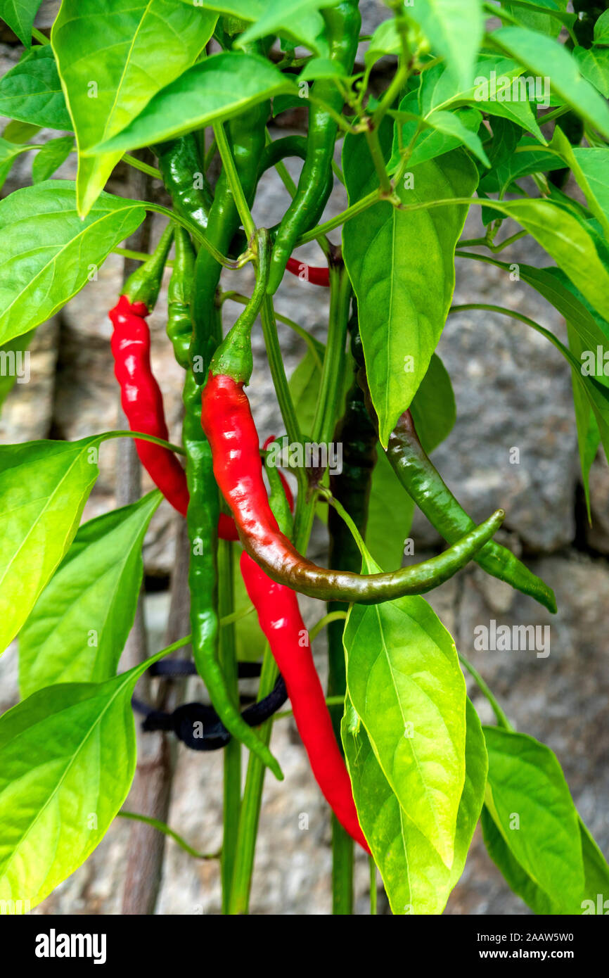 Pepper cultivation hi-res stock photography and images - Alamy