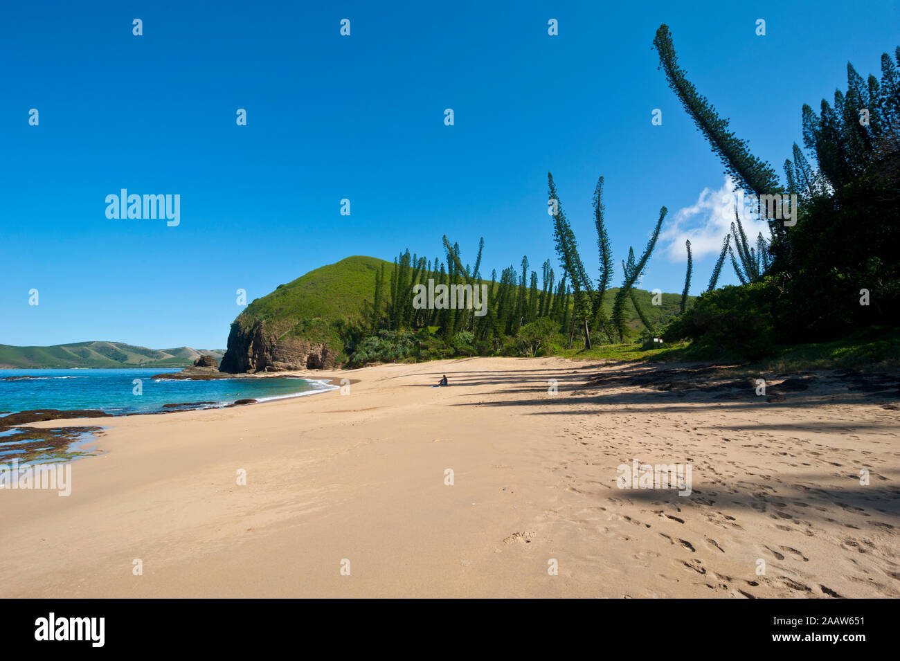 Pine trees growing at beach against blue sky during sunny day, Grande Terre, New Caledonia Stock Photo