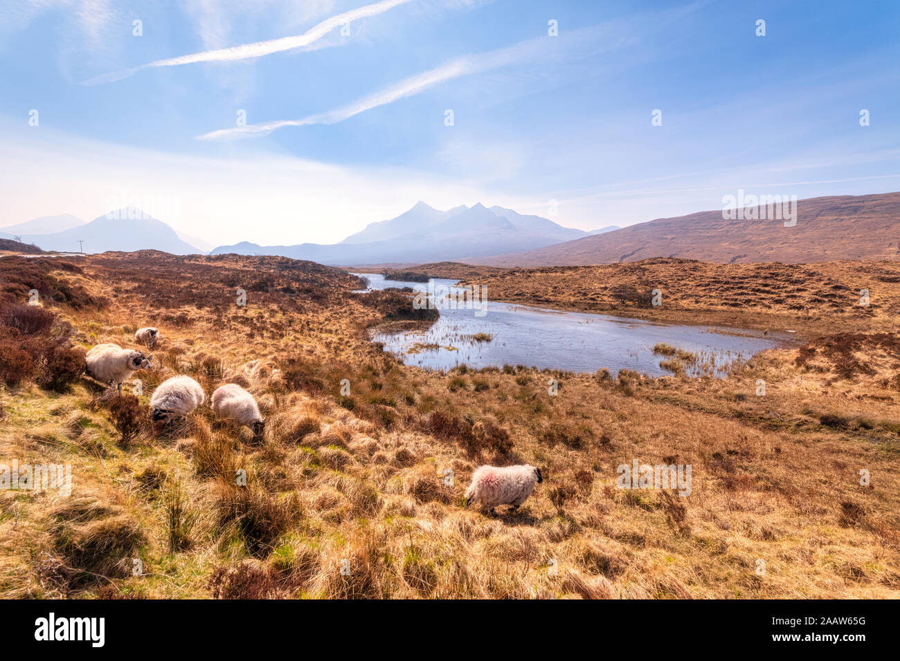 Sheep grazing on land with Cuillin mountains in background, Isle of Skye, Highlands, Scotland, UK Stock Photo