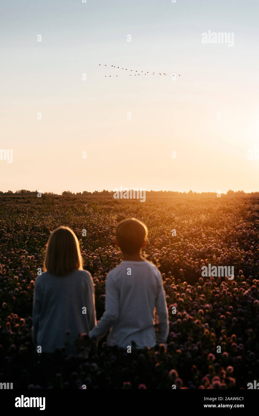 Two kids standing on a clover field watching birds in the sunset Stock Photo