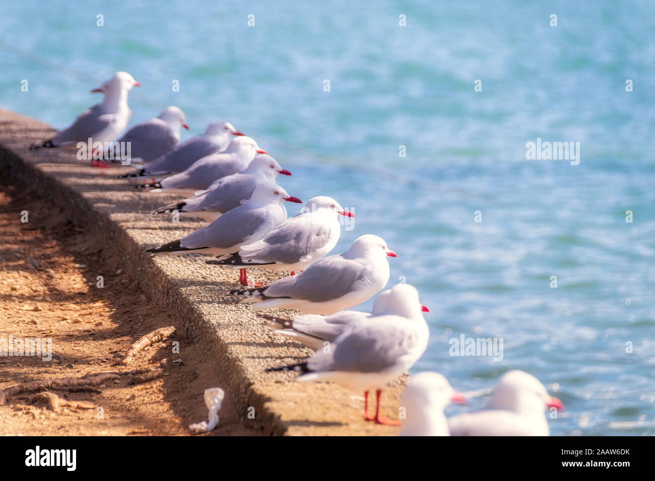 New Zealand, South Island, Akaroa, Close-up of seagulls Stock Photo