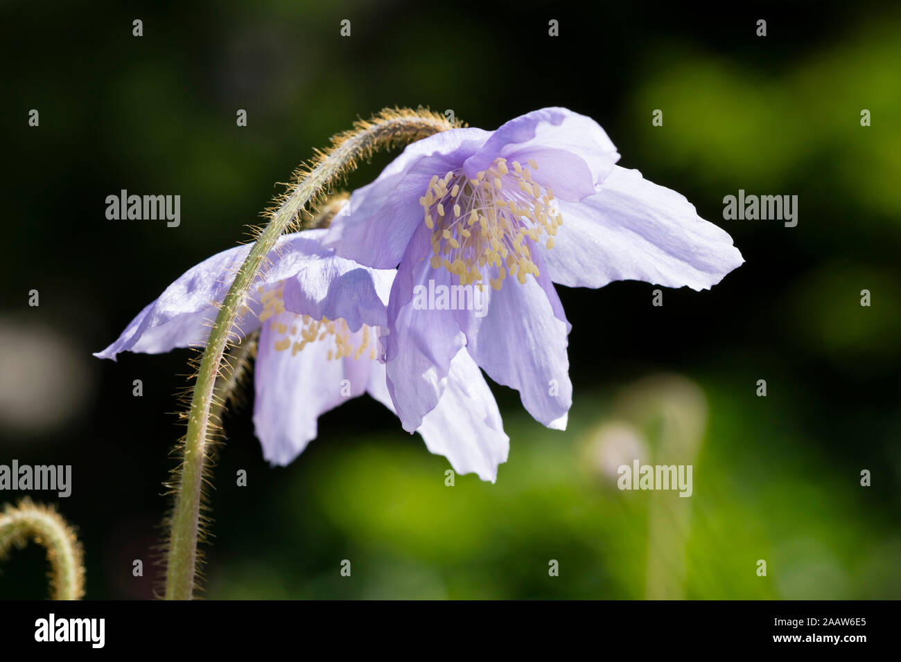 Blue poppy himalaya hi-res stock photography and images - Alamy