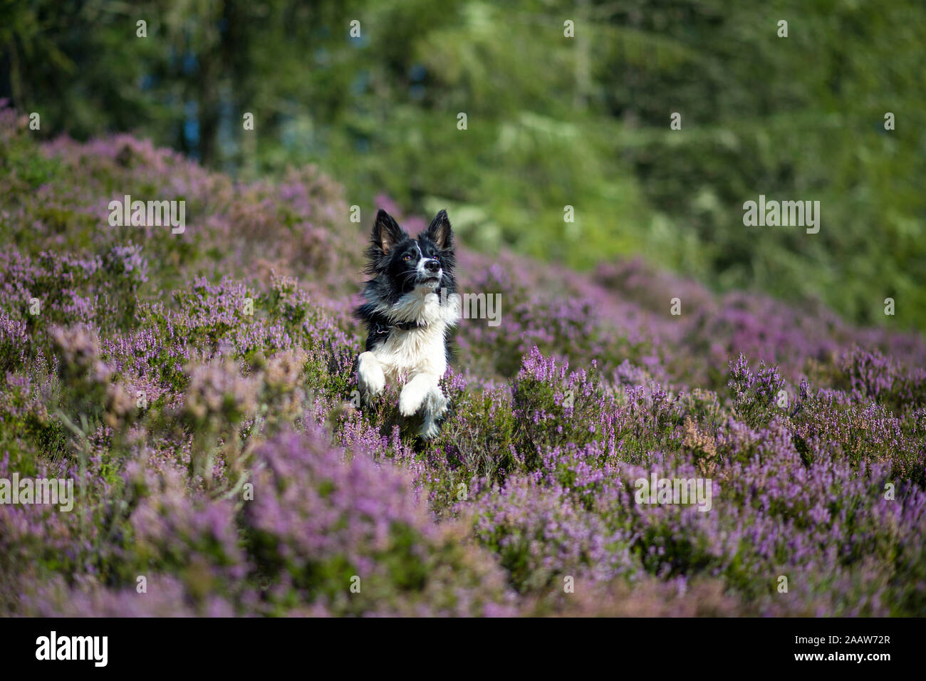 Border Collie in flowering heather Stock Photo