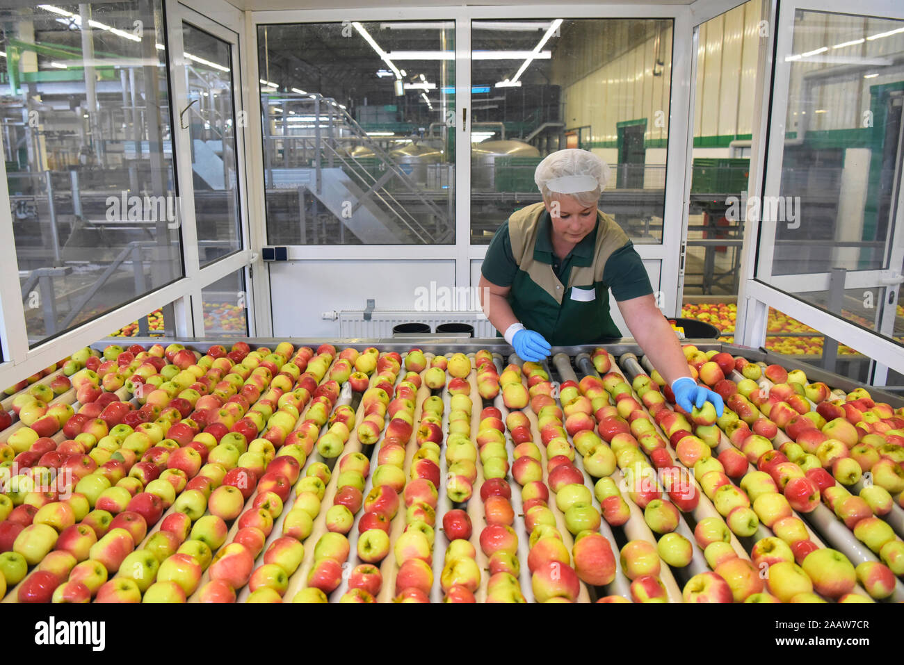 Female worker checking apples on conveyor belt in apple-juice factory Stock Photo