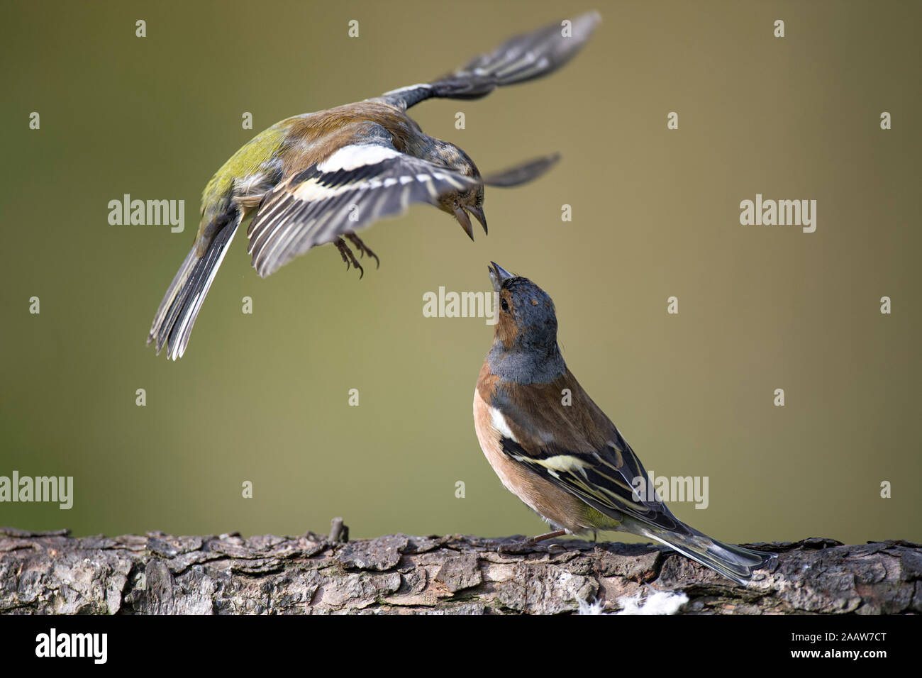 Close-up of chaffinches perching on tree trunk Stock Photo