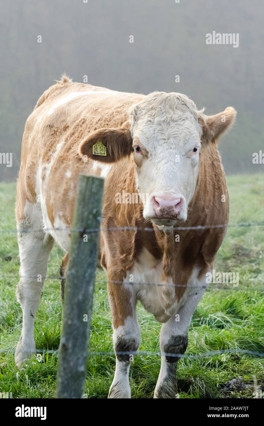 Domestic cattle livestock, Bos Taurus, near a cattle farm on a pasture