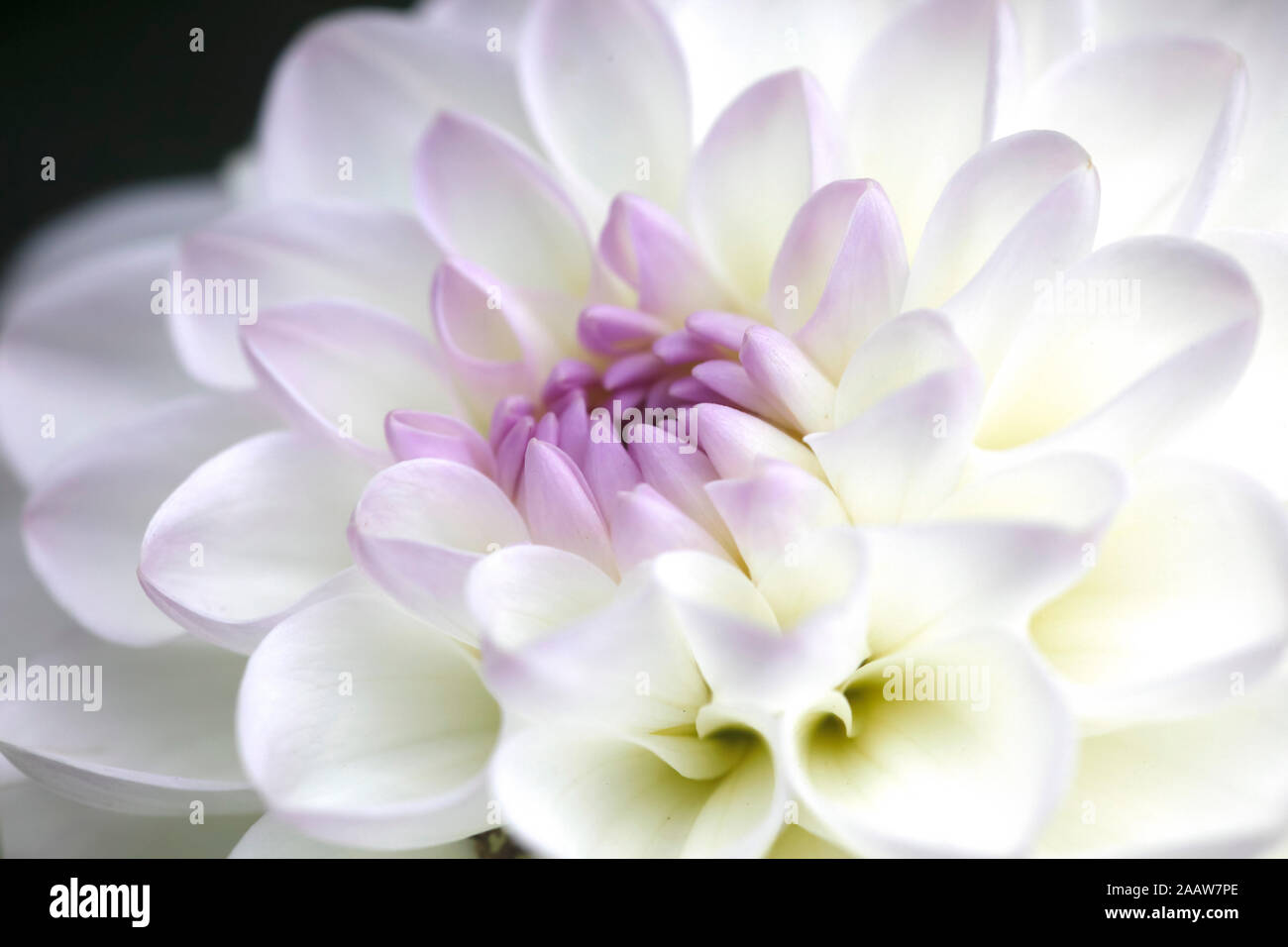 Extreme close up white flower hi-res stock photography and images - Alamy