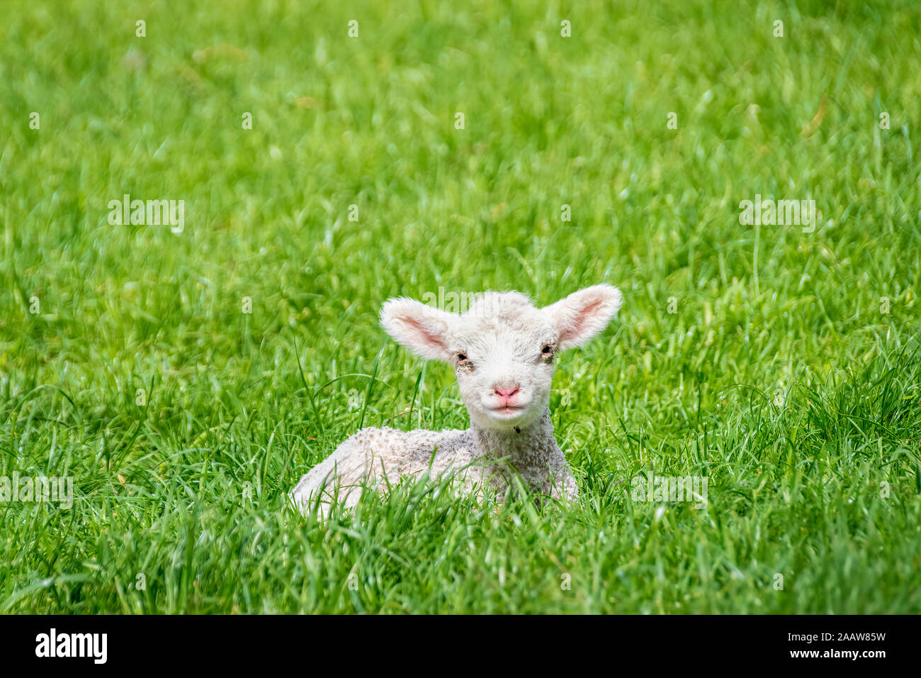 Portrait of lamb resting on grassy field, Otago, South Island, New Zealand Stock Photo