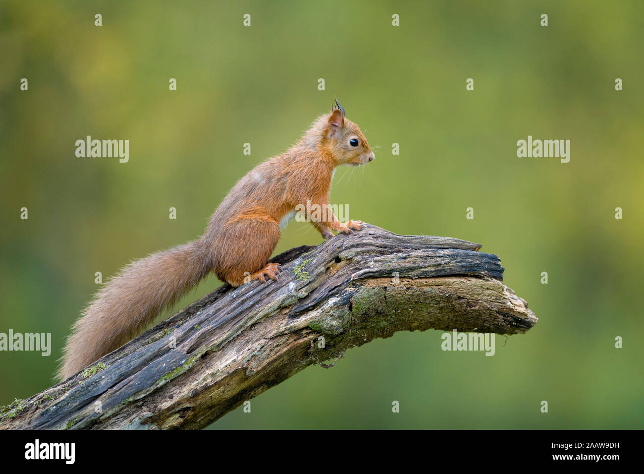 Red squirrel sitting on tree trunk Stock Photo