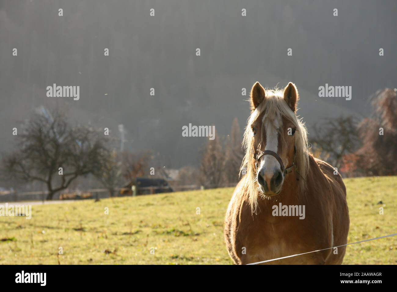 A horse is standing proudly on its pasture. The mane is illuminated by the sun giving a nice glow like effect. Stock Photo