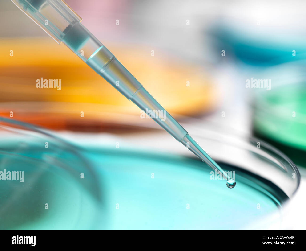 Close-up of samples pipetting in petri dish containing agar jelly at laboratory Stock Photo