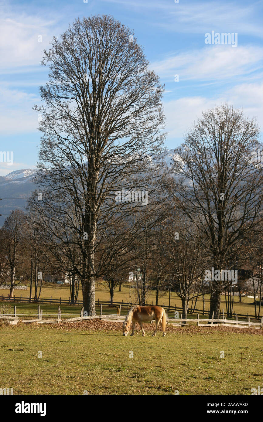 A horse grazing alone underneath a tree. Mountain scenery in the background with a typical wooden fence. Autumn set in with leaves on the ground. Stock Photo