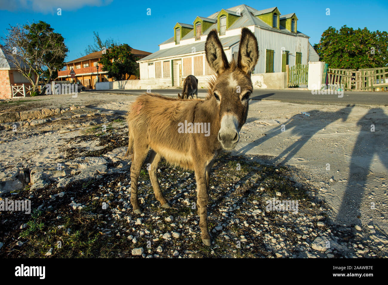 Portrait of wild donkey standing on land against house at Cockburn town, Grand Turk Stock Photo