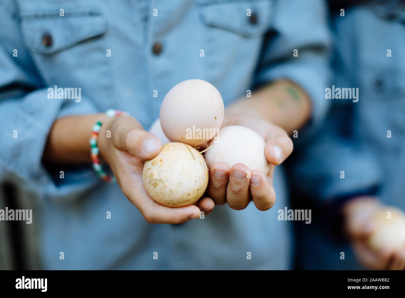Picture of Child collecting eggs chicken hi-res stock photography and images - Alamy