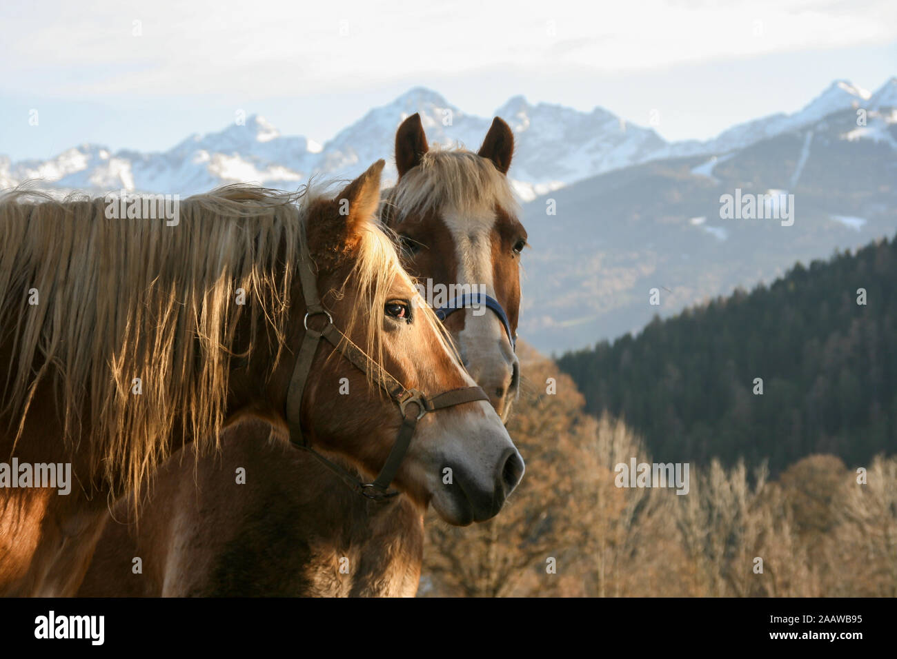 Two horses looking into the far. Grasping a view of the snow covered mountains in the back while enjoying the sun shining onto their faces. Stock Photo